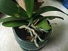 Help with root rot on Phal-img_0529-jpg