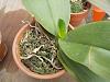 Container and Medium Advice For Repotting Phal with Huge, Healthy Roots?-phals-moss-repotting-bark-moss-034-jpg