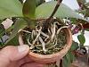 Container and Medium Advice For Repotting Phal with Huge, Healthy Roots?-phals-moss-repotting-bark-moss-042-jpg