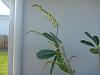 Dendrobium Surprise-p1010896-jpg