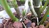 Dendrobium types?-dend-roots-jpg