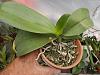 Recently repotted mini-phal from sphag to bark mix: roots shrivelled/rotting-phals-months-003-jpg