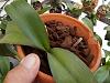 Recently repotted mini-phal from sphag to bark mix: roots shrivelled/rotting-phals-months-012-jpg