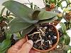 Recently repotted mini-phal from sphag to bark mix: roots shrivelled/rotting-phals-months-011-jpg