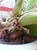 Zygolum Rhein 'Moonlight' new growth with two spikes-zglm-rhein-moonlight-3rd-tiny-growth-jpg