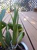 Zygolum Rhein 'Moonlight' new growth with two spikes-zygolum-rhein-moonlight-growth-spikes-jpg