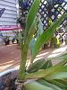 Zygolum Rhein 'Moonlight' new growth with two spikes-zglm-rhein-moonlight-growth-spikes-2-jpg