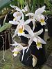 Coelogyne Unchained Melody-img_1574-jpg