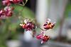 Oncidium Twinkle-twinkle1-jpg