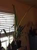 Yellowing leaves Peristeria elata-imageuploadedbytapatalk1409146695-073606-jpg