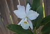Cattleya jenmanii alba-cattleya-jenmanii-alba-single-20sep14-jpg