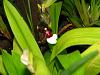 Waiting for Odontonia samurai-img_1959-jpg