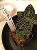 Best set up for a jewel orchid-imageuploadedbytapatalk1415925497-490780-jpg