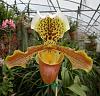 A new Paph spicerianum-paph-insigne-piping-rock-dscn9717-50pct-jpg
