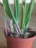 B. cordata...  Why is the baby leaf which it has black on it.-imageuploadedbytapatalk1419018006-749472-jpg
