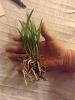 B. cordata...  Why is the baby leaf which it has black on it.-imageuploadedbytapatalk1419122558-673852-jpg