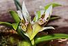 Dendrobium peguanum-img_9816-jpg