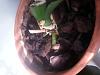 Help! Long overdue re-pot, rotten roots, phals and cymbidium growing conditions-20150124_121322-1-jpg