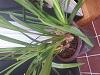 Help! Long overdue re-pot, rotten roots, phals and cymbidium growing conditions-20150124_121422-1-jpg