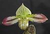Paph. Venustum x Sibling in bloom-paph-venustum-sibling-accurate-color-light-jpg