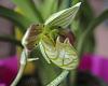 Paph. Venustum x Sibling in bloom-paph-venustum-sibling-angle-jpg