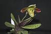 Paph. Venustum x Sibling in bloom-paph-venustum-sibling-jpg