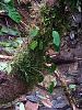 ID needed: a wild orchid in Costa Rica-orchid1b-jpg