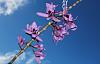 Dendrobium anosmum-img_2486-jpg