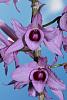 Dendrobium anosmum-img_2497-jpg
