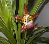 Huntleya wallisii in bloom-huntleya-wallisii-bloom-close-angle-jpg