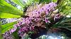 Spectacular anosmum superbum display-uploadfromtaptalk1428205109776-jpg