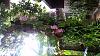 Spectacular anosmum superbum display-uploadfromtaptalk1428205152844-jpg