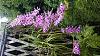 Spectacular anosmum superbum display-uploadfromtaptalk1428205169065-jpg