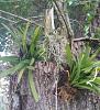 Florida Native Orchids: another species to search for in the Evergaldes?-maxillaria-crassifolia-epidendrum-maglnoliae-jpg