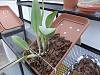 Cattleya roots completely embedded in decayed potting media, please help!-repotting-catts-tray-plus-bark-jpg