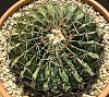 Echinocactus texensis blooms-img_0198-jpg