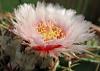 Echinocactus texensis blooms-img_0294-jpg