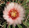 Echinocactus texensis blooms-img_0296-jpg