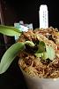 Care tips for Bulbophyllum barbigerum-dsc08139-jpg