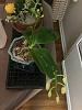 Phal speciosa C1-img_2809-jpg