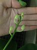 Phal speciosa C1-img_2811-jpg