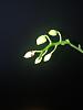 Phal speciosa C1-img_2812-jpg