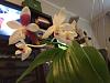 Phal speciosa C1-img_2841-jpg