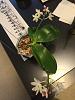 Phal speciosa C1-img_2842-jpg