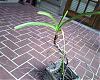 Let's Play &quot;Name That Orchid&quot;!!-orchid-4-jpg