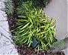 Let's Play &quot;Name That Orchid&quot;!!-orchid-5-jpg