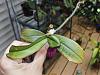 An ever-gifting spike...-phal-minho-lightning-keiki-dev-july-2015-leaf-jpg