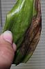 Is this the result of spider mites on my Aganisia cyanea?-aganisia-2015-leaf-issues-vertical-jpg
