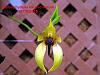 Bulbophyllum carunculatum-bulbophyllum-carunculatum-jpg