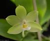Phal (Yui-Fong White X Yaphon Green Lotus)-phal-yui-fong-white-yaphon-green-lotus-3-web-jpg
